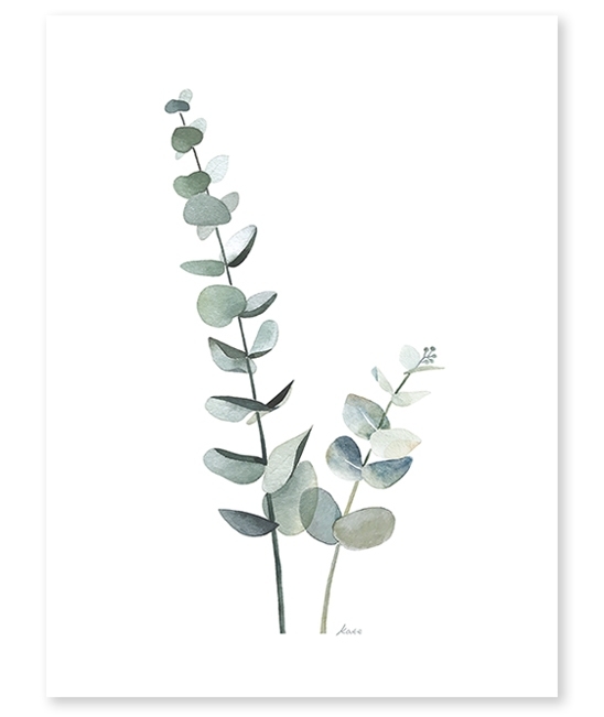 Lilipinso Poster, Eukalyptusstiele
